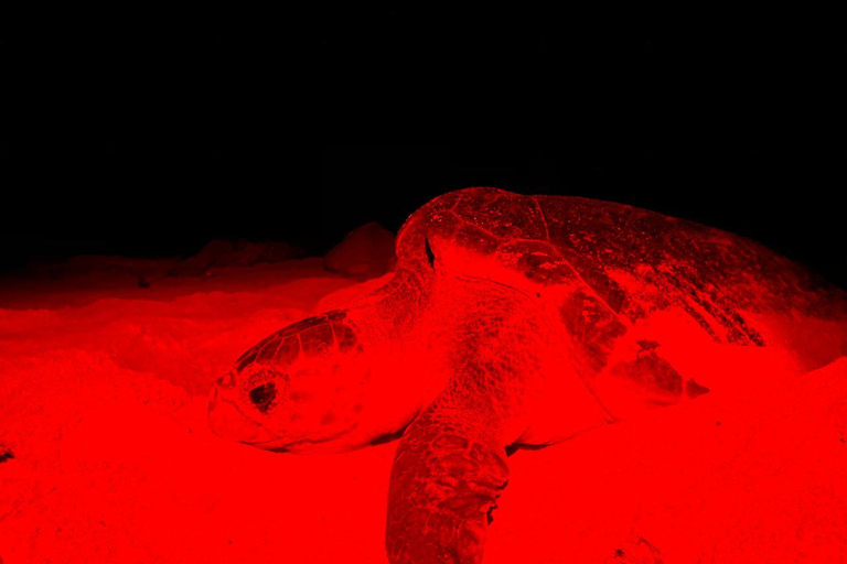 Obserwacja żółwi na Boa Vista z certyfikowanymi przewodnikamiObserwowanie żółwi w Boa Vista z certyfikowanymi przewodnikami