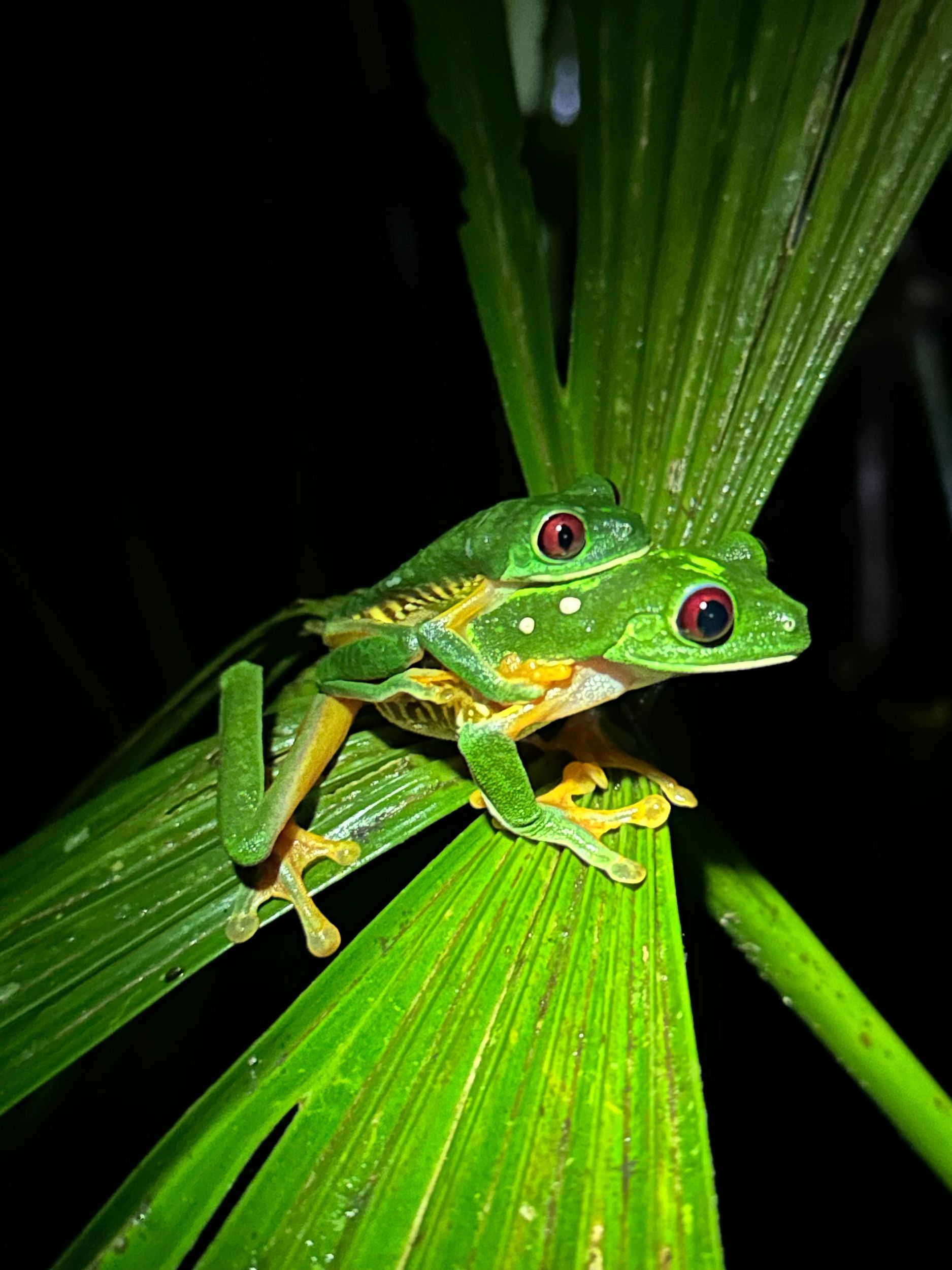 Manuel Antonio: Nachtwanderung