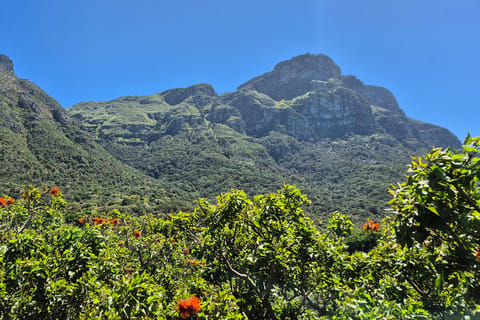Kirstenbosch Botanical Garden Walk