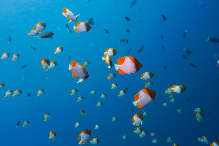 سيمبورنا: نزهة على الأقدام في جزر بوهي 3 وجولة غطس/غوص مع وجبة غداءسيمبورنا: جولة بوهي وماتابوان وسي