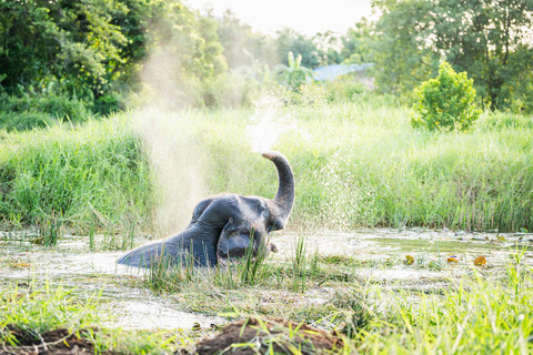 Bangkok: Love Elephant Sanctuary Visit & Nature Walk