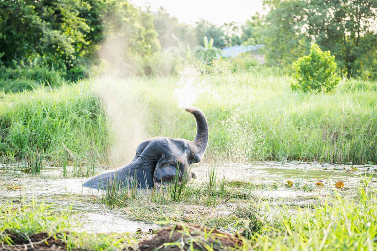 Bangkok: Love Elephant Sanctuary Visit & Nature Walk