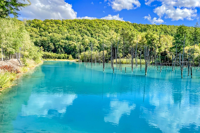 Hokkaido Summer Day Trip: Patchwork Road&Shikisai no Okas Depart from Sapporo Tokyu REI Hotel (without lunch)