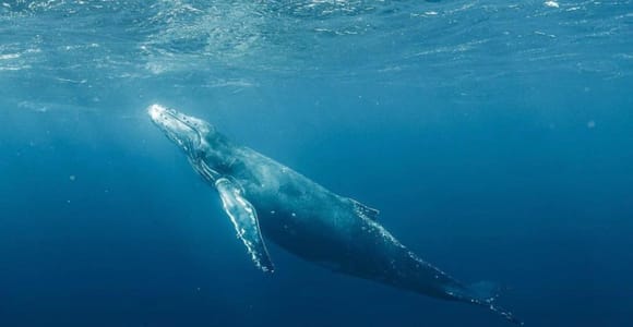 Haleiwa: Oahu North Shore Private Whale Watching Boat Tour
