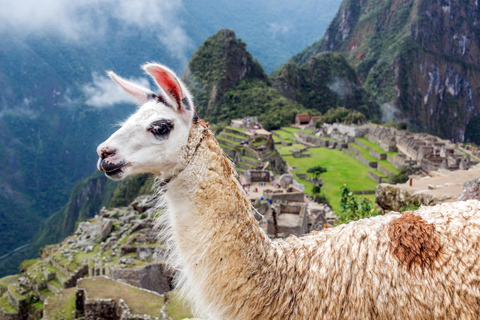 Machu Picchu: Official Entrance Exclusive admission for domestic students