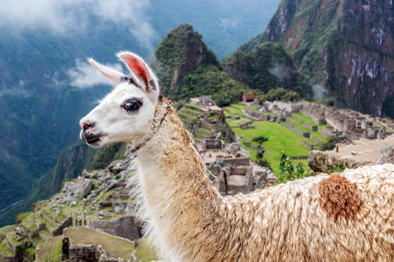 Machu Picchu: Official Entrance Exclusive admission for domestic students