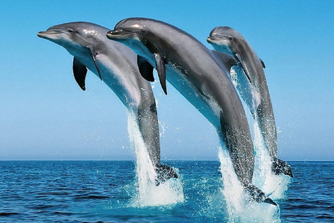 Day Trip: Kisite Dolphin Safari & Wasini Island with Lunch From Diani: Wasini Island Tour with Snorkeling and Lunch