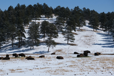 De Denver: Caminhada com raquetes de neve nas Montanhas RochosasCaminhada com raquetes de neve nas Montanhas Rochosas