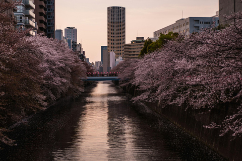 Tokyo: Nakameguro Sakura Riverside Walk with Street Stalls