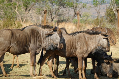 Maravilhas Selvagens de Maasai Mara - Safari de 3 dias