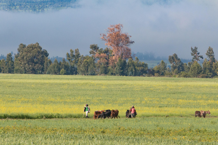 Addis Ababa: 4-Day Bale Mountains Adventure Tour