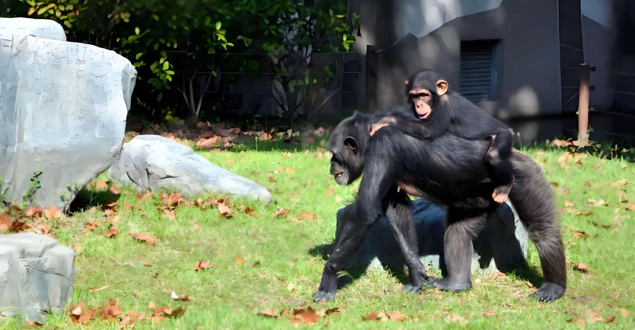 Shanghai: Zoo and Zhujiajiao Water Town Tour with Boat Ride photo 7
