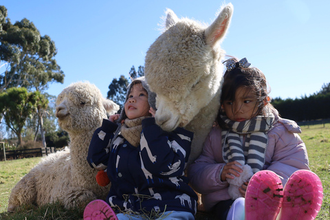 From Christchurch: Alpaca Farm Tour with Feeding and Guide