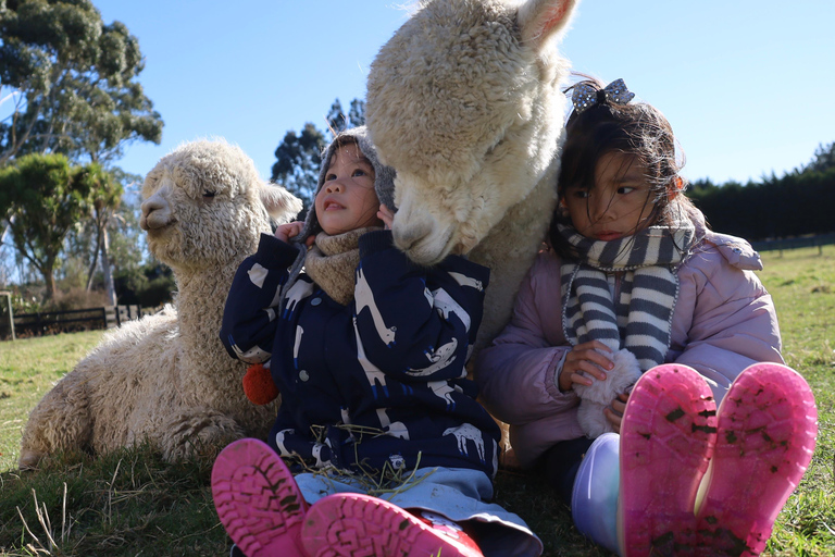 From Christchurch: Alpaca Farm Tour with Feeding and Guide