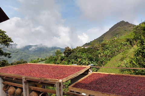 From Medellin: Coffee and Comuna 13 Tour with PRIVATE transportation From Medellin: Coffee Tour and Comuna 13 with PRIVATE transportation