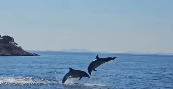 Biograd: Delfinbeobachtungstour