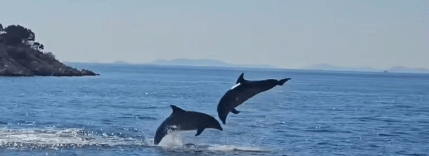 Biograd : excursion d'observation des dauphins