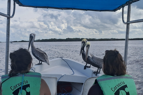 Río Lagartos: Safari con Flamencos y Excursión a Las Coloradas