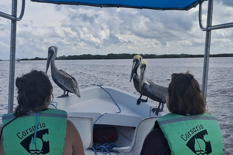 Río Lagartos: Flamingosafari en Las Coloradas Tour