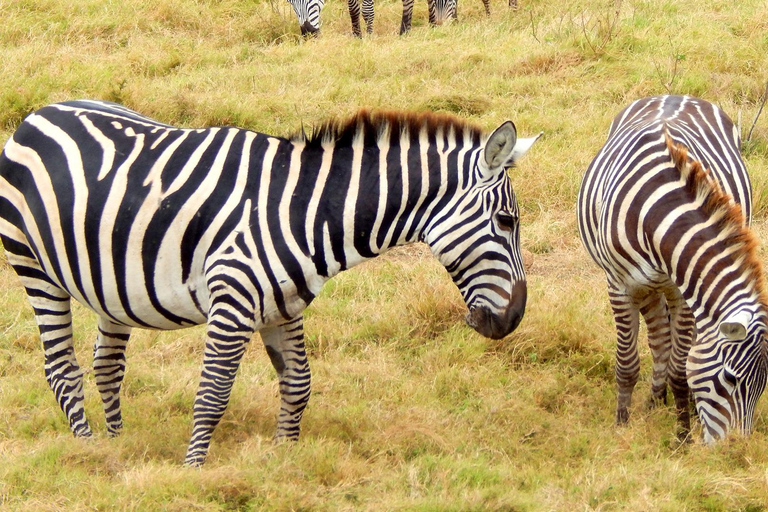 Nairobi Safari privado de 6 días a Maasai Mara, Nakuru y Naivasha