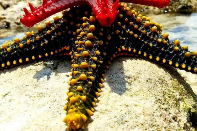 Zanzibar : excursion de plongée avec tuba et voile au récif de Kiwengwa