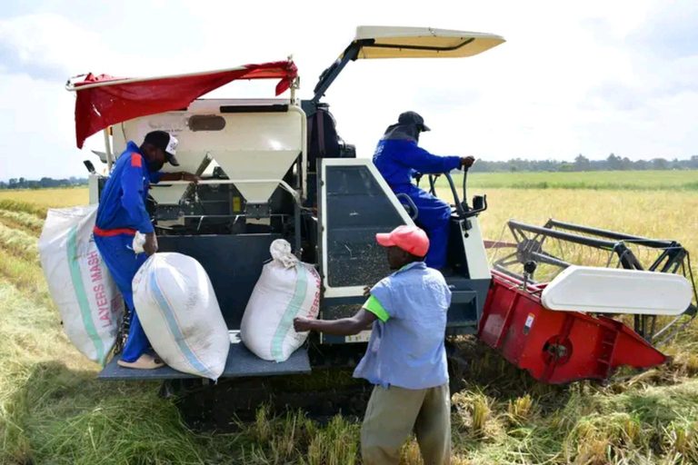 Mwea Tebere Irrigation Scheme Tour in Kirinyaga county Kenya