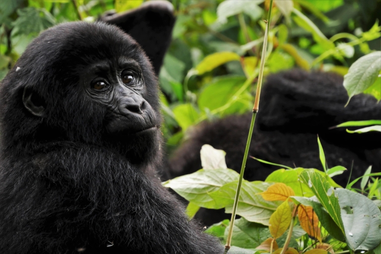 3-dniowa wycieczka tropem goryli do lasu BwindiWycieczka prywatna i grupowa