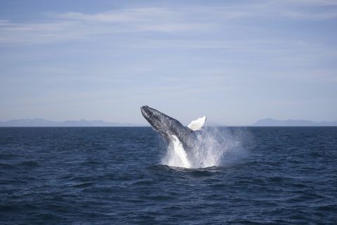 Reykjavík: Excursão Observação de Baleias de 3 Horas