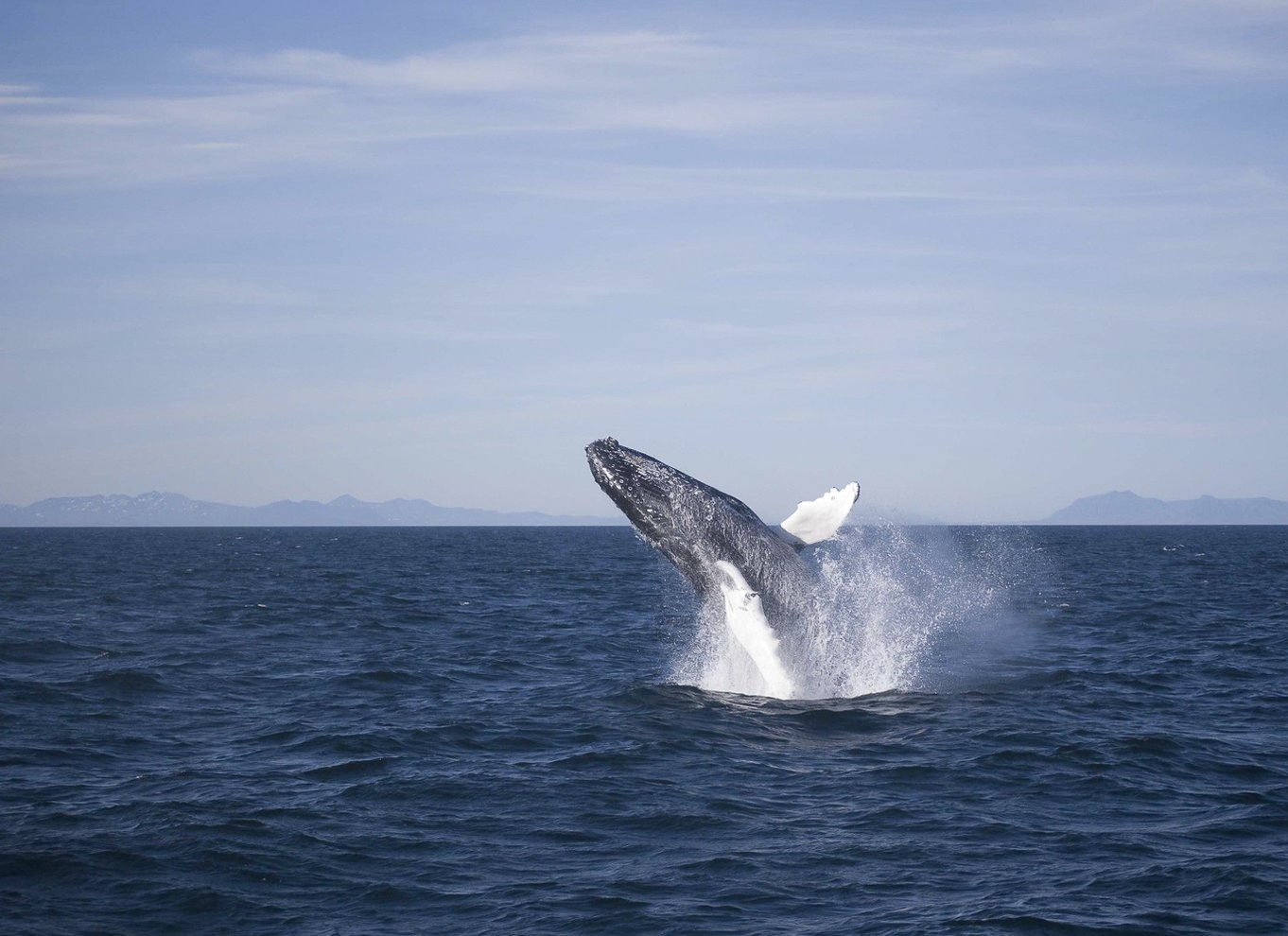 Reykjavik: den originale 3-timers hvalsafari