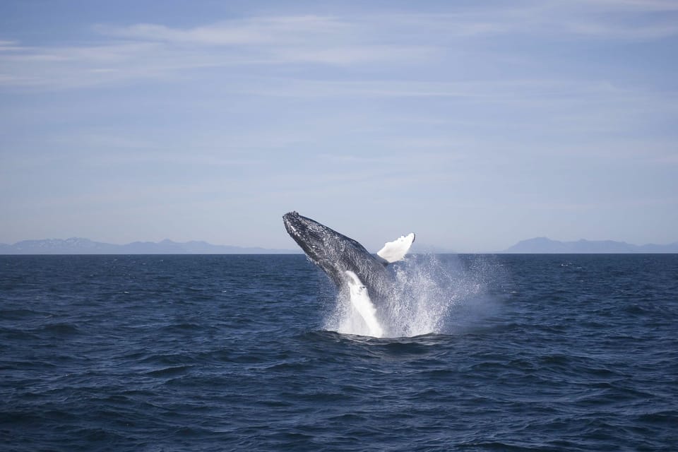 Reykjavik: 3-Hour Whale Watching Tour | GetYourGuide