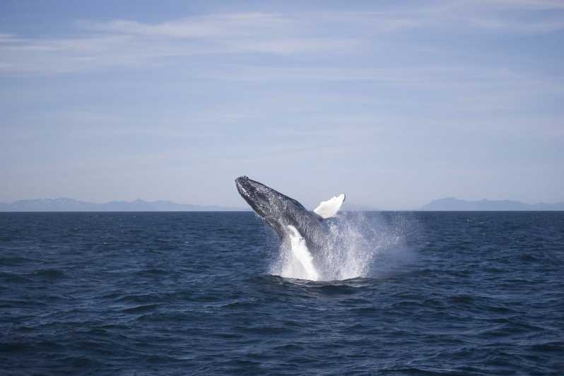 Reykjavik: Excursão de 3 horas para observação de baleias
