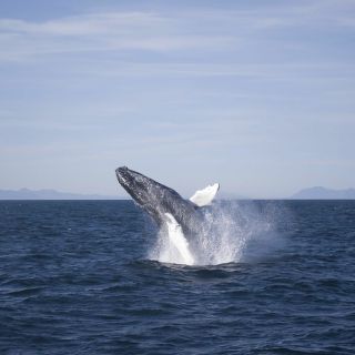 Reikiavik: tour de 3 horas de observación de ballenas