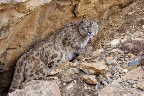 From Delhi: 14-Day Snow Leopard Expedition to Spiti Valley