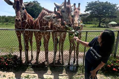 Coron; Calauit Safari Isla Negra Almuerzo y traslado incluidos