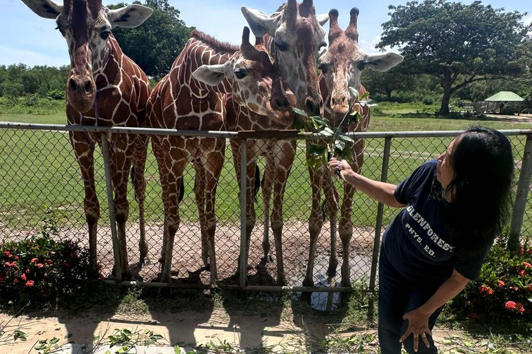 Coron; Calauit Safari Isola Nera Pranzo e trasferimento inclusi