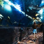 St Paul's Bay: Biglietto d'ingresso per l'Acquario Nazionale di Malta