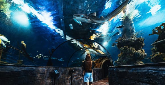 St Paul&#39;s Bay: Malta National Aquarium Entry Ticket