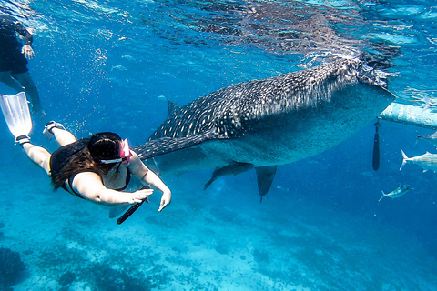 Cebu: Oslob Whale Sharks, Tumalog Falls & Simala Private Tour (Recommended)