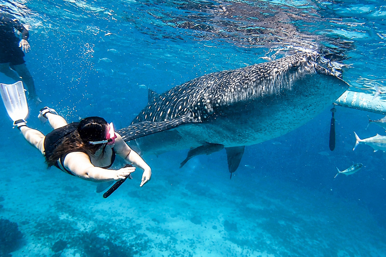 Cebu: Oslob Whale Sharks, Tumalog Falls & Simala Private Tour (Recommended)