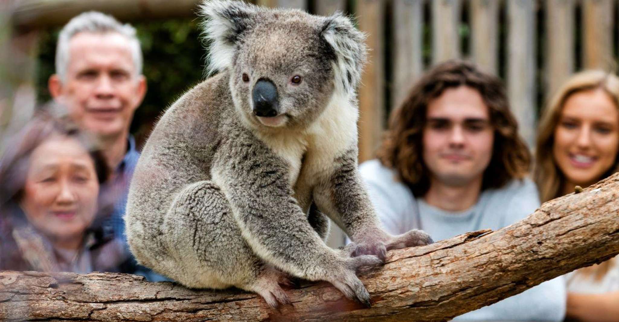 Phillip Island Penguin Parade with Expert Local Guide photo 4