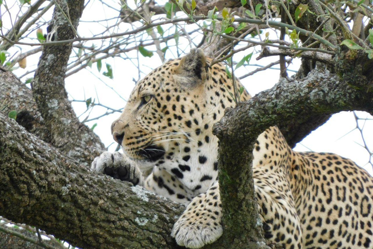 SAFARI BUDGET DE 3 JOURS DANS LE MAASAI MARA EN 4X4 LAND CRUISER