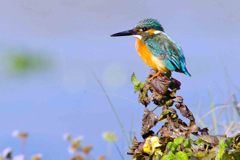 3 noites e 4 dias no Parque Nacional de Chitwan com estadia noturna na torre