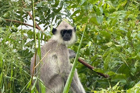 Jeep Safario ai parchi nazionali di Minneriya/Kaudulla/Hurulu Eco National Park