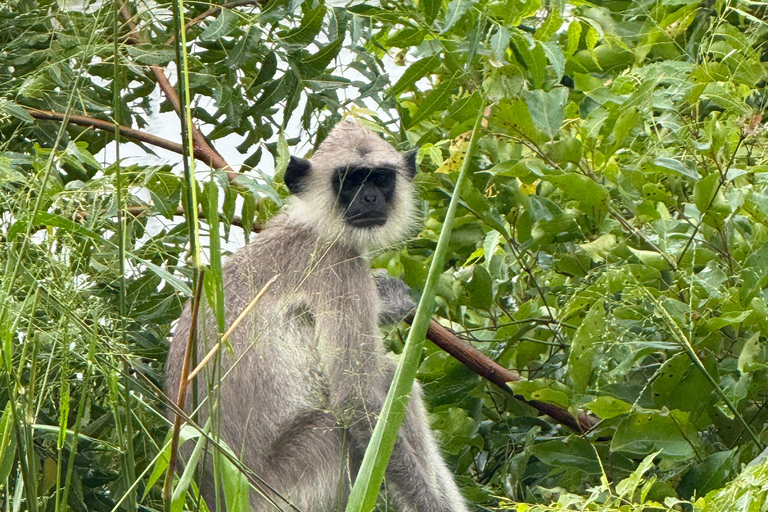 Jeep Safario ai parchi nazionali di Minneriya/Kaudulla/Hurulu Eco National Park