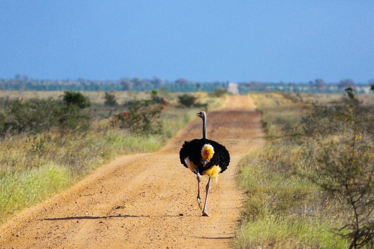 3 giorni di safari con gli elefanti ad AmboseliSafari all&#039;Amboseli di 3 giorni