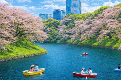 Tokyo Cherry Blossom Day Tour: Asakusa,Chidorigafuchi & Ueno 【Standard】English Guided Sightseeing Tour