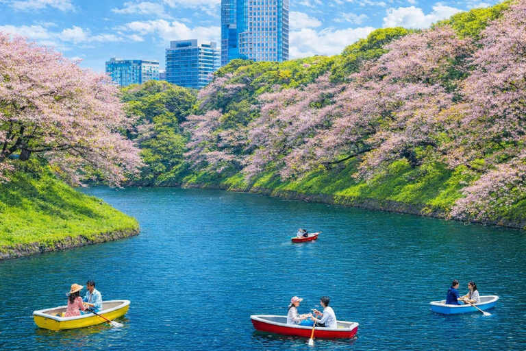 Tokyo Cherry Blossom Day Tour: Asakusa,Chidorigafuchi & Ueno 【Standard】English Guided Sightseeing Tour