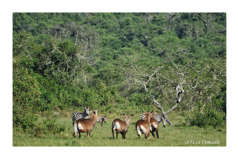 From Kampala/Entebbe: 3-Day Sipi Falls & Pian Upe Safari