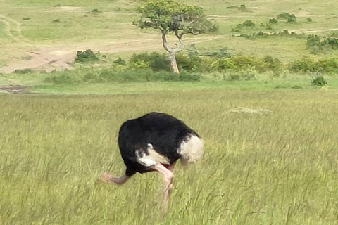 Nairobi: 3-Day epic trip to Maasai Mara Reserve with meals 3 days, 2 nights private safari to Mara in a tourist VAN