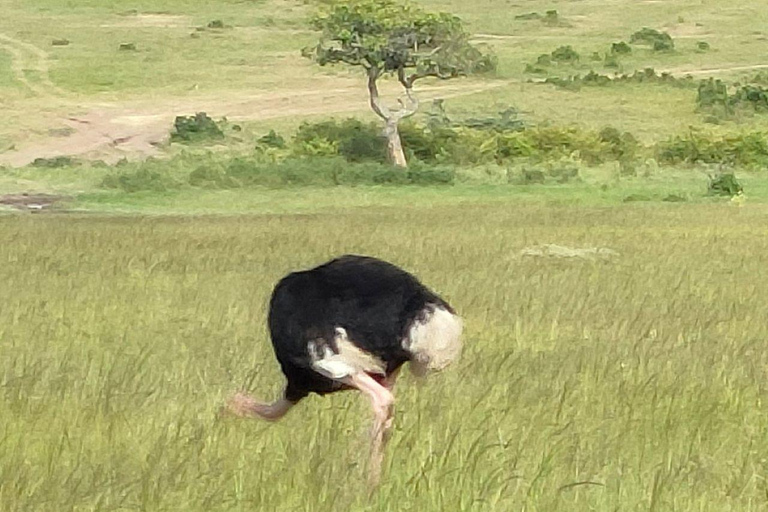 Nairobi: 3-Day epic trip to Maasai Mara Reserve with meals 3 days, 2 nights private safari to Mara in a tourist VAN